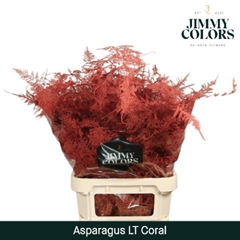 Asparagus Setaceus Painted Coral 80cm