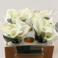 Zantedeschia Crystal Blush 30cm