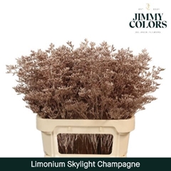 Limonium Painted Skylight Metallic Champagne 80cm 30gr.
