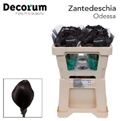 Zantedeschia Odessa 45cm