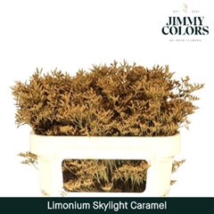 Limonium Painted Skylight Caramel 70cm 25gr.