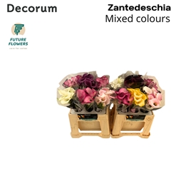Zantedeschia Mixed 40cm