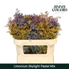 Limonium Painted Skylight Pastel Mix 70cm 25gr.