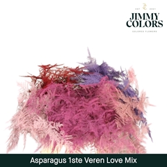 Asparagus Setaceus Painted Love Mix 45cm