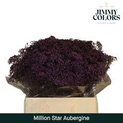 Gypsophila Painted Million Star Aubergine 60cm 15gr.
