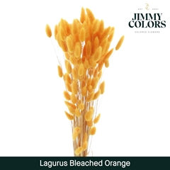 Lagurus Orange Per Bunch 60cm