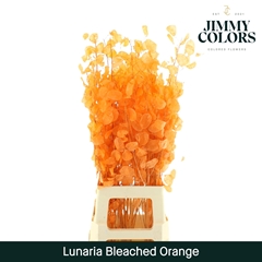 Lunaria Orange Per Bunch 80cm