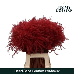 Stipa Feather Bordeaux 70cm