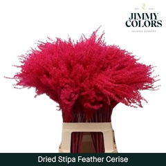 Stipa Feather Cerise 70cm