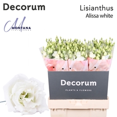 Eustoma Double Alissa White 70cm