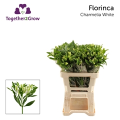 Alstroemeria Florinca Charmelia White 60cm