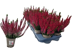 Callu Gg Amina 10Ø 26cm