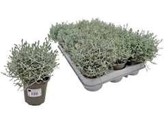 Leucophyta Brownii 9Ø 16cm