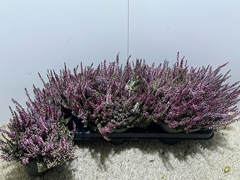 Calluna Garden Girls Mix 11Ø 16cm