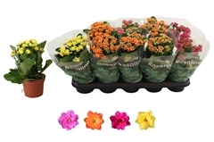 Kalanchoe Double Rosaline Mix 12Ø 27cm