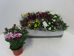 Chrysanth Mix 6 Mix 12Ø 25cm