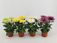 Chrysanth Anastasia Mix 12Ø 30cm
