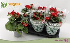 Begonia Double Baladin 13Ø 30cm