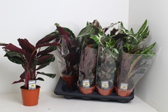 Calathea Mixed 3 Varietys 14Ø 50cm