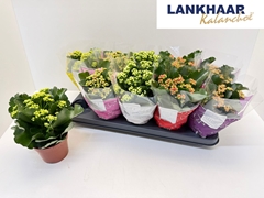 Kalanchoe Double Perfecta Mix 12Ø 24cm