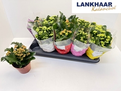 Kalanchoe Double Perfecta Mix 12Ø 24cm