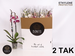 Phalaenopsis Mix 7 Colours 12Ø 70cm 2st