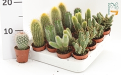 Cactus Mix 5Ø 10cm