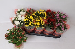 Chrysanth Double Mix 12Ø 26cm