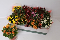 Chrysanth Mix 6 Mix 12Ø 26cm