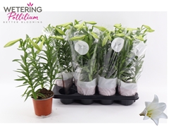 Lilium Miracle 13Ø 47cm