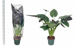 Alocasia Wentii 30Ø 130cm