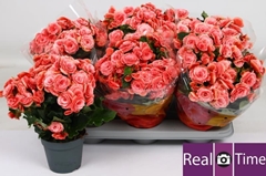 Begonia Double Borias 14Ø 35cm