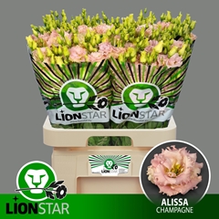 Eustoma Double Alissa Champagne 70cm