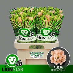 Eustoma Double Alissa Light Apricot 70cm