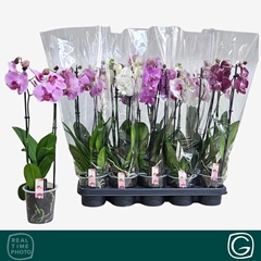 Phalaenopsis Mix 4 Colours 12Ø 45cm 2st