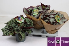 Begonia Leaf Beleaf Mix 17Ø 32cm
