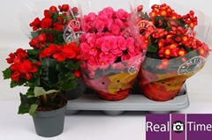 Begonia Double Mix 14Ø 35cm