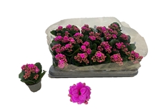Kalanchoe Double Rose Flowers Katie 6Ø 12cm