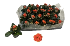 Kalanchoe Double Rose Flowers Agnes 6Ø 13cm