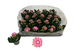 Kalanchoe Double More Flowers Adelaide 6Ø 12cm