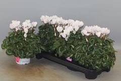 Cyclamen Super Serie Xl 13Ø 30cm