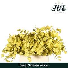 Eucalyptus Cinerea Painted Yellow Per Bunch 70cm 200gr.
