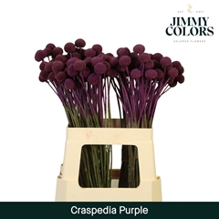 Craspedia Painted Purple 60cm