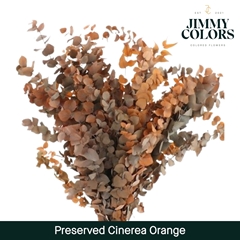 Eucalyptus Cinerea Orange Per Bunch 70cm