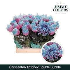 Chrysanth Single Painted Antonov Double Bubble 70cm 110gr.