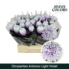 Chrysanth Single Painted Antonov Light Violet 70cm 110gr.