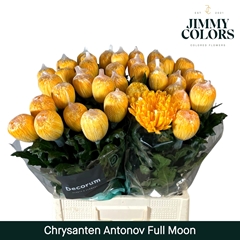 Chrysanth Single Painted Antonov Full Moon 70cm 110gr.