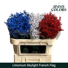 Limonium Painted Skylight French Flag 70cm 25gr.