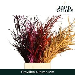 Grevillea Painted Autumn Per Bunch 70cm