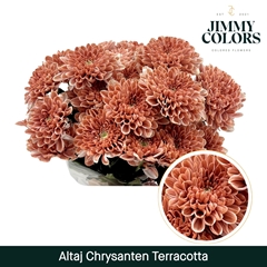 Chrysanth Spray Painted Altaj Terracotta 70cm 105gr.